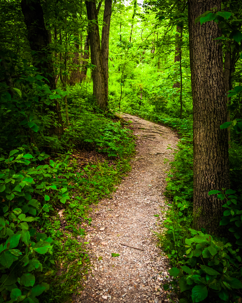 Trail through lush green forest Codorus State Park Pennsylvania