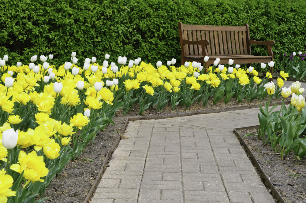 Tulip beds either side of garden path to wooden bench