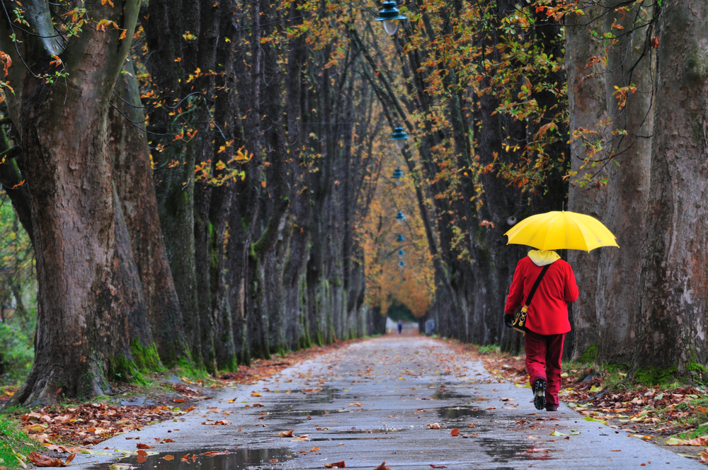 person walking down a long road with an umbrella surrounded by trees on each side